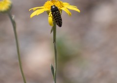 Acmaeodera decipiens