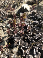 Euphrasia subarctica