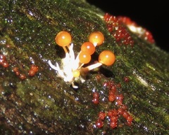 Calostilbe striispora