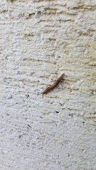 Ambigolimax