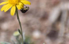 Acmaeodera decipiens