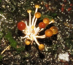 Calostilbe striispora