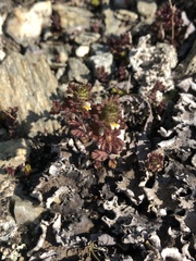 Euphrasia subarctica