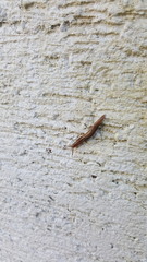 Ambigolimax