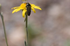 Acmaeodera decipiens