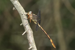 Aphylla angustifolia