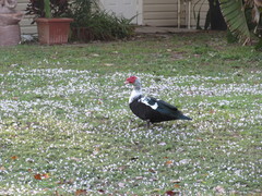 Cairina moschata domestica