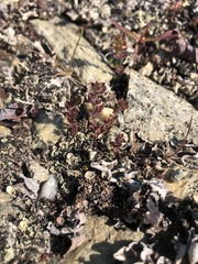 Euphrasia subarctica