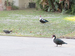Cairina moschata domestica
