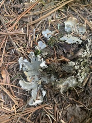 Peltigera cinnamomea