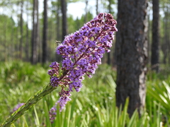 Carphephorus paniculatus