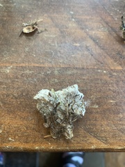 Peltigera cinnamomea