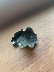 Peltigera cinnamomea