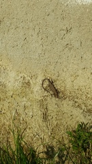 Podarcis muralis