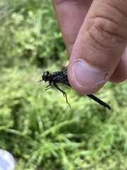 Hylogomphus adelphus