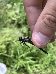 Hylogomphus adelphus