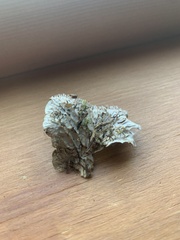 Peltigera cinnamomea