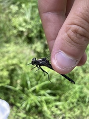 Hylogomphus adelphus