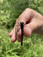 Hylogomphus adelphus