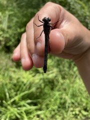 Hylogomphus adelphus