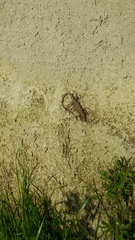 Podarcis muralis