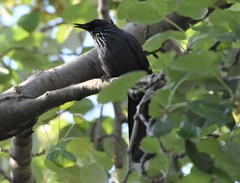 Melanotis caerulescens
