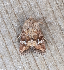 Lacinipolia stricta