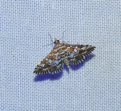 Sameodes