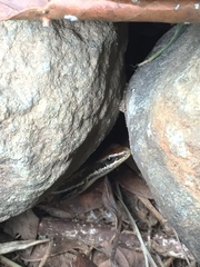 Marisora brachypoda
