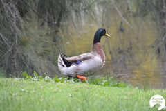 Anas platyrhynchos domesticus