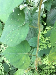 Ipomoea suaveolens