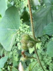Ipomoea suaveolens