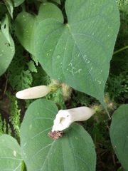 Ipomoea suaveolens