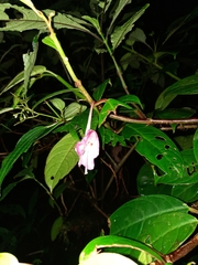 Drymonia conchocalyx