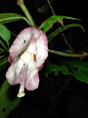 Drymonia conchocalyx