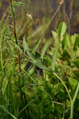 Oxypolis rigidior rigidior