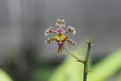 Trichocentrum oerstedii