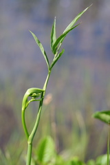 Oxypolis rigidior rigidior