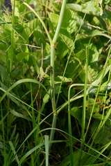 Oxypolis rigidior rigidior