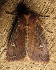 Apamea cogitata