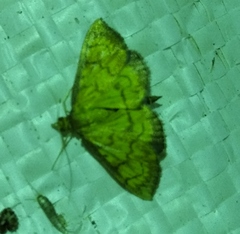 Ecpyrrhorrhoe rubiginalis