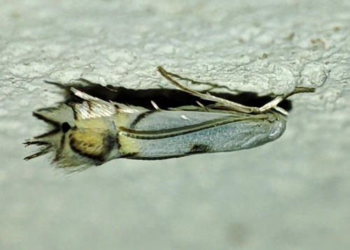 Phyllocnistis extrematrix