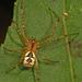 Pityohyphantes - Photo (c) Judy Gallagher, algunos derechos reservados (CC BY)