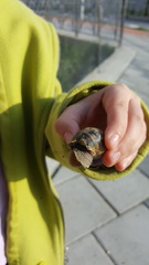 Cornu aspersum