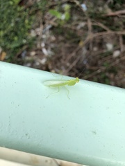 Tropidomantis gressitti