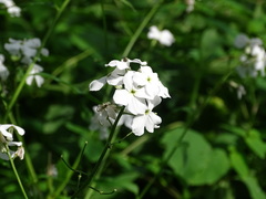 Hesperis matronalis