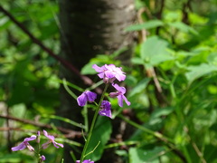 Hesperis matronalis