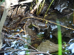 Lithobates clamitans