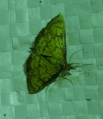 Ecpyrrhorrhoe rubiginalis