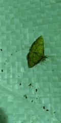 Ecpyrrhorrhoe rubiginalis